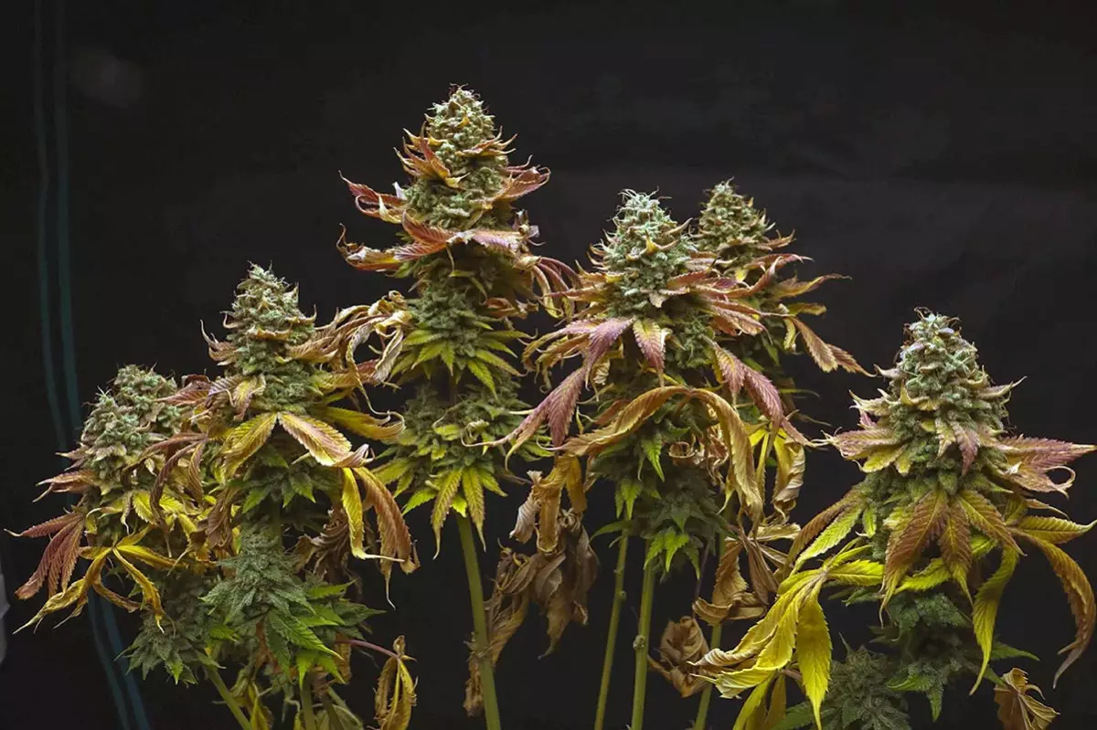 Watermelon Zkittlez Strain