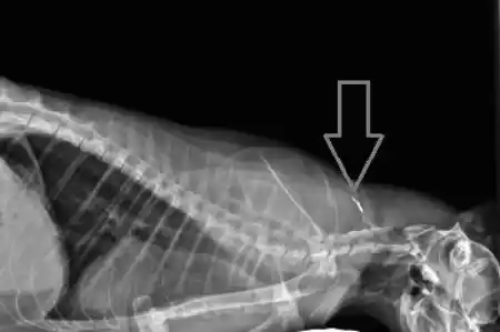 how much does it cost to microchip a cat