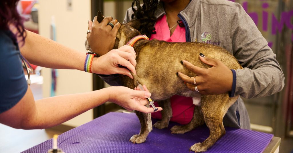 What Vaccines Must Dogs Have To Meet Legal Requirements?
