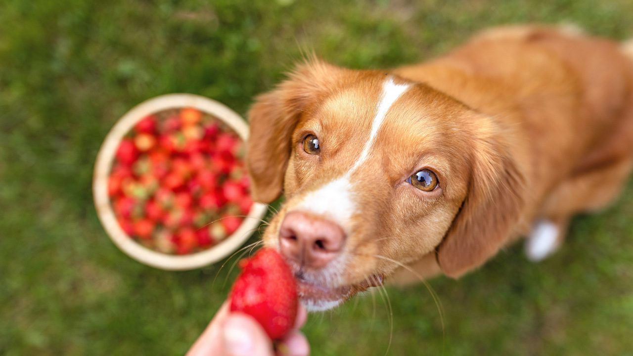 can dogs eat beef jerky