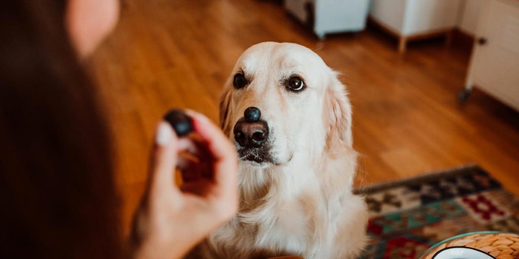 which dog vaccines are absolutely necessary