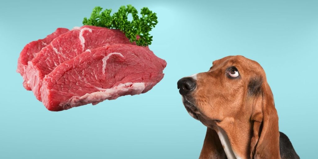 can dogs eat beef jerky