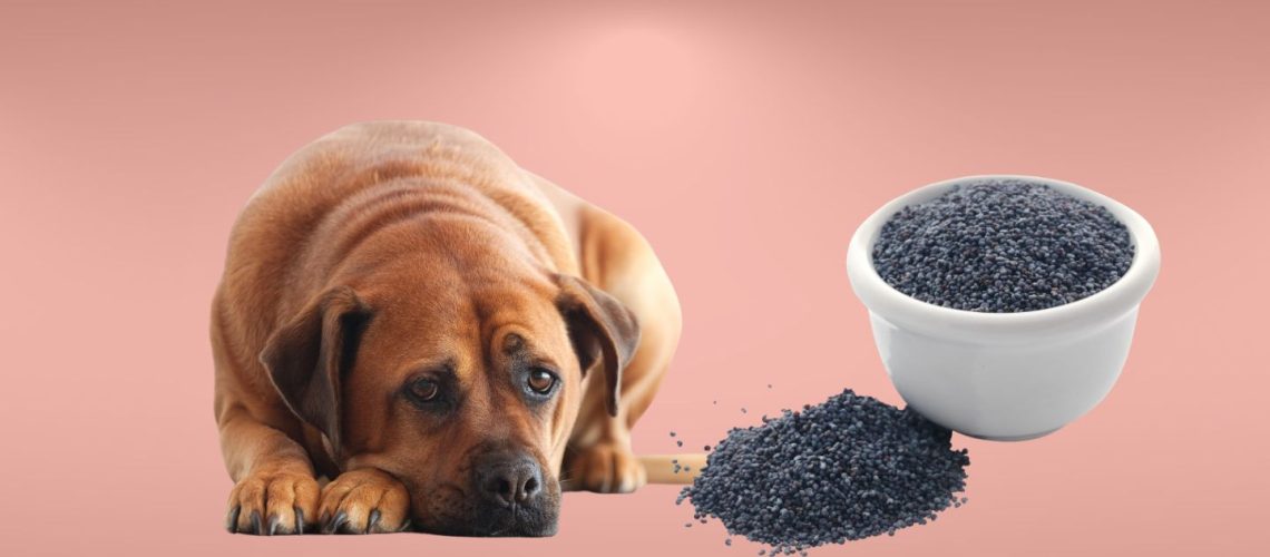 can dogs have poppy seeds
