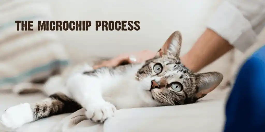 how much does it cost to microchip a cat