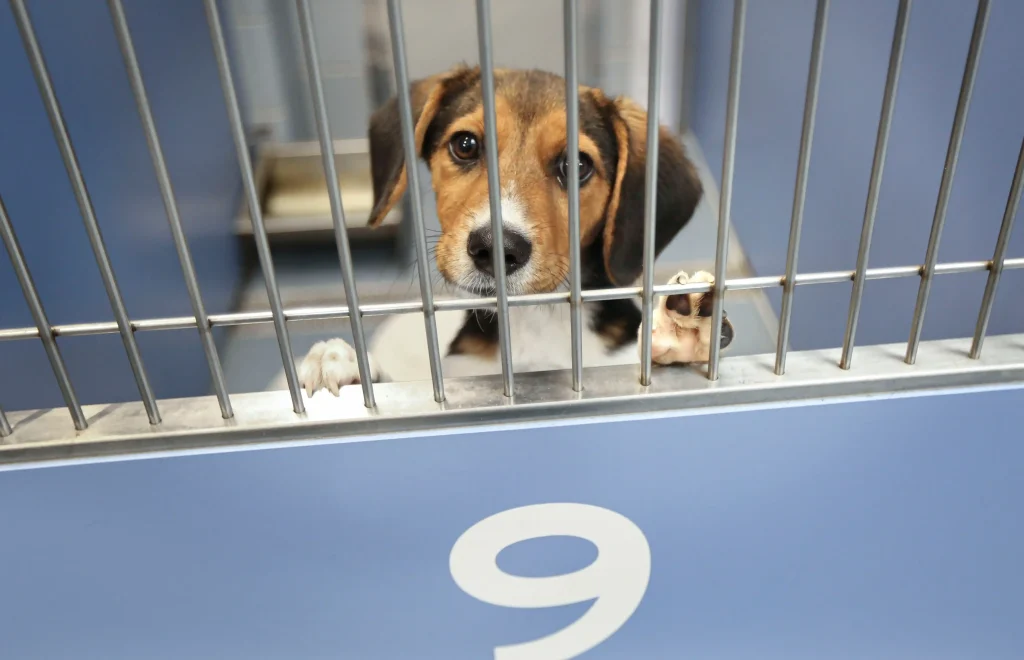 how much does it cost to microchip a dog
