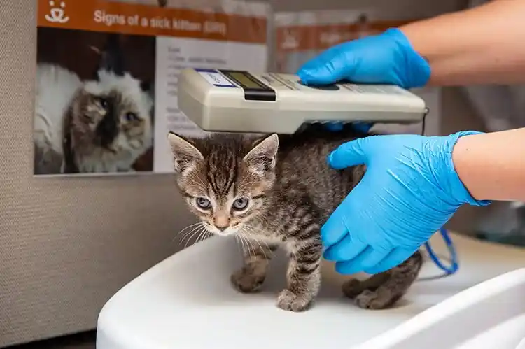 how much does it cost to microchip a cat