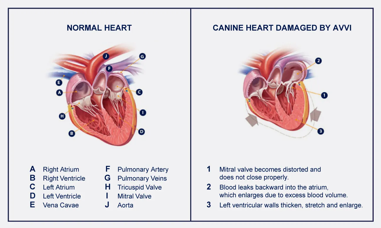 will a dog with congestive heart failure die peacefully