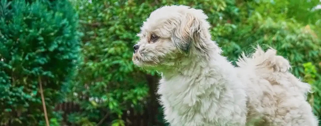 what home remedy can i give my dog for diarrhea