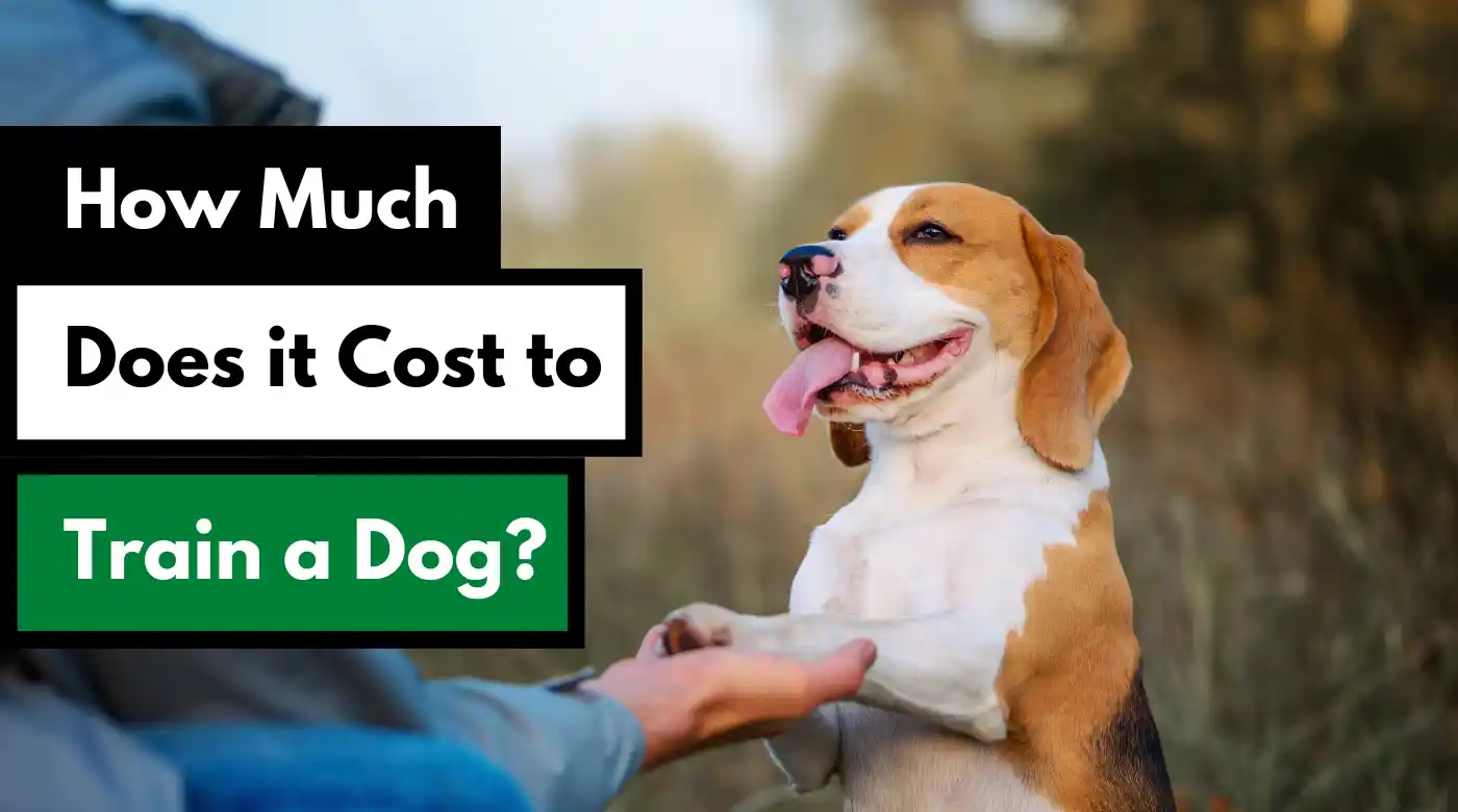how much does it cost to microchip a dog