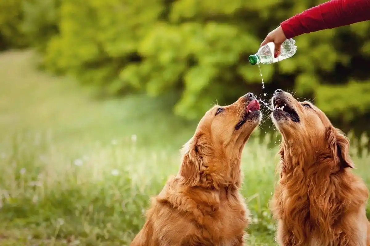 what does it mean when an older dog starts drinking a lot of water