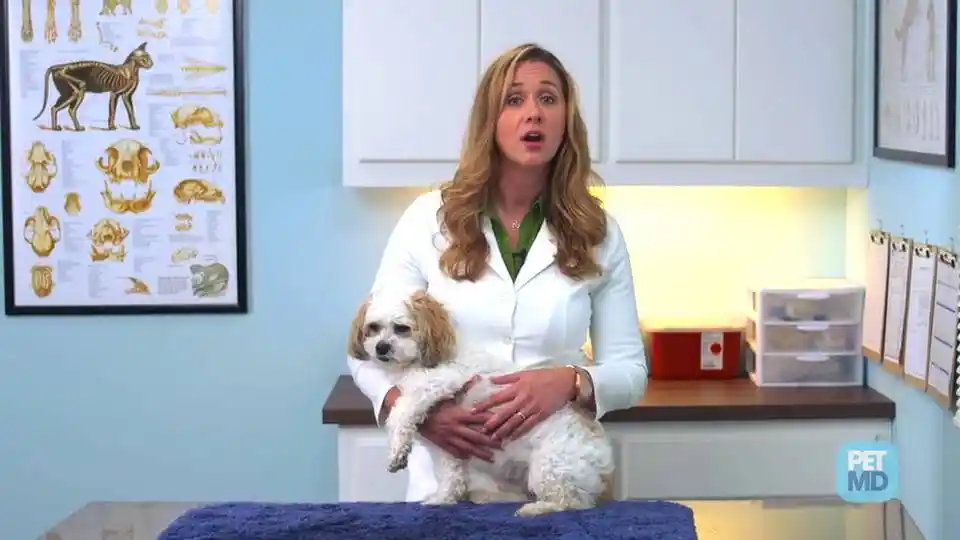 what does it mean when an older dog starts drinking a lot of water