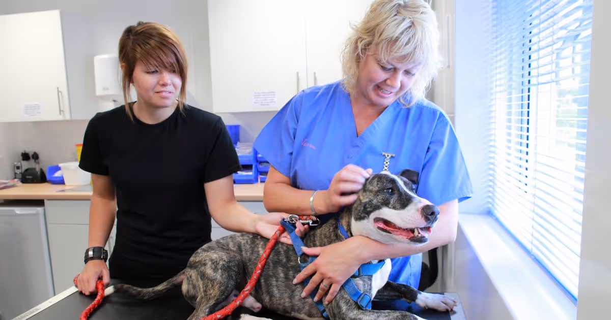 how much does it cost to microchip a dog