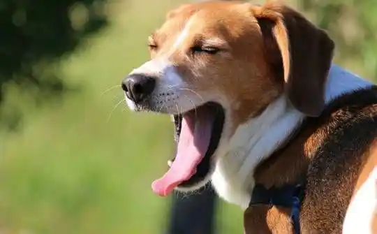 why does my dog yawn when i pet him