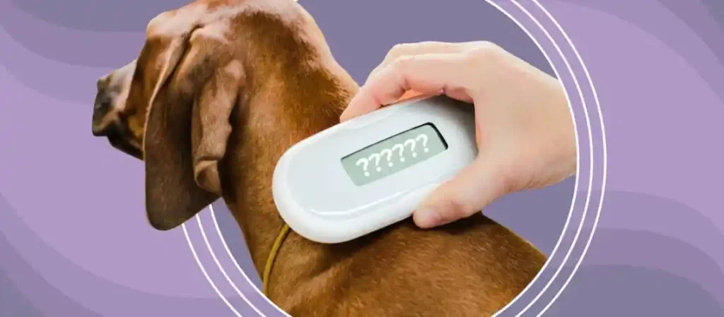 how much does it cost to microchip a dog