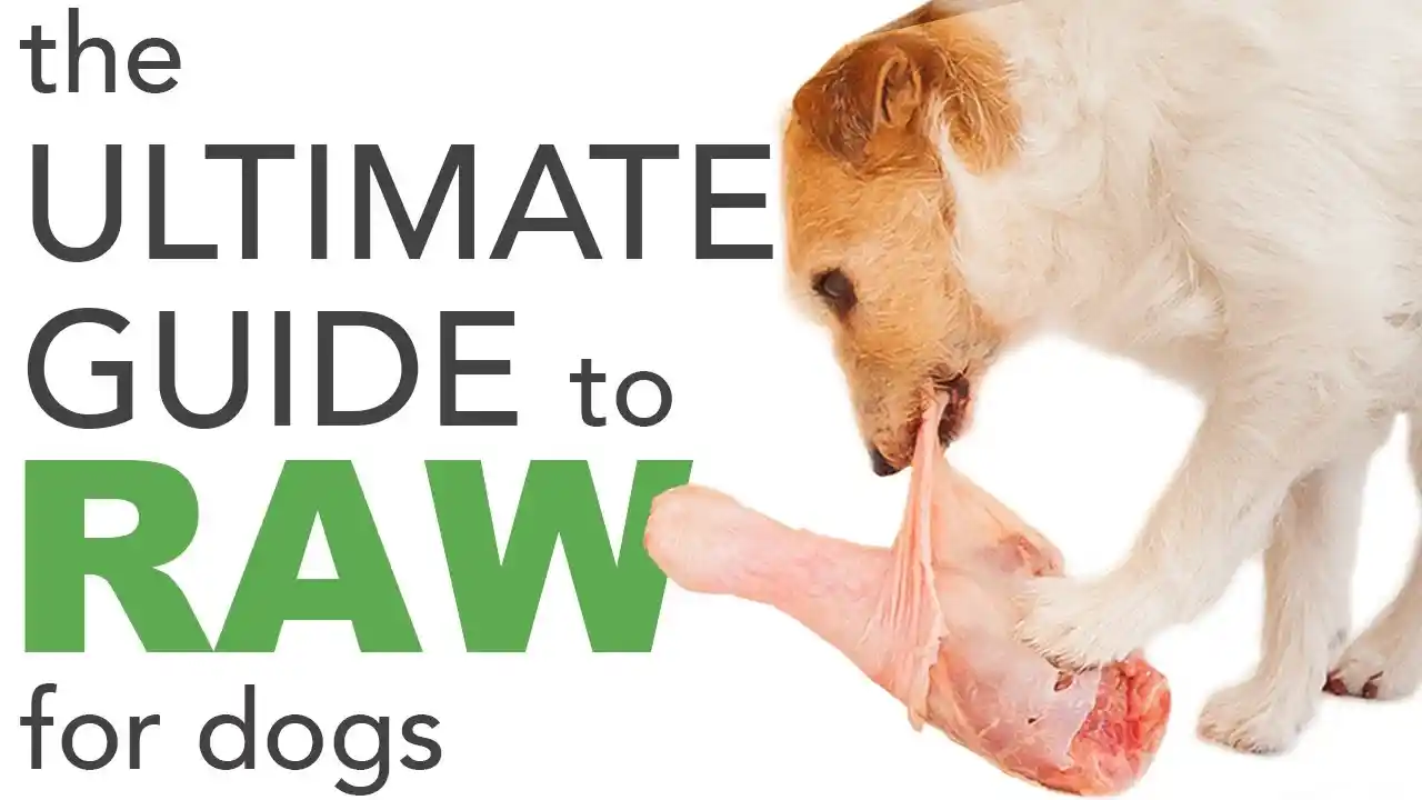 can i feed my dog raw meat from the supermarket
