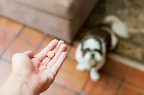 Can You Give A Dog Baby Aspirin For A Limp?