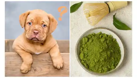 what home remedy can i give my dog for diarrhea