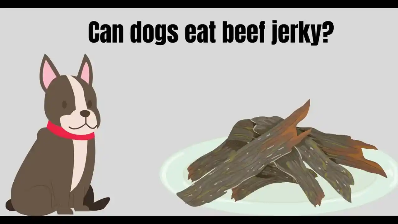 can dogs eat beef jerky