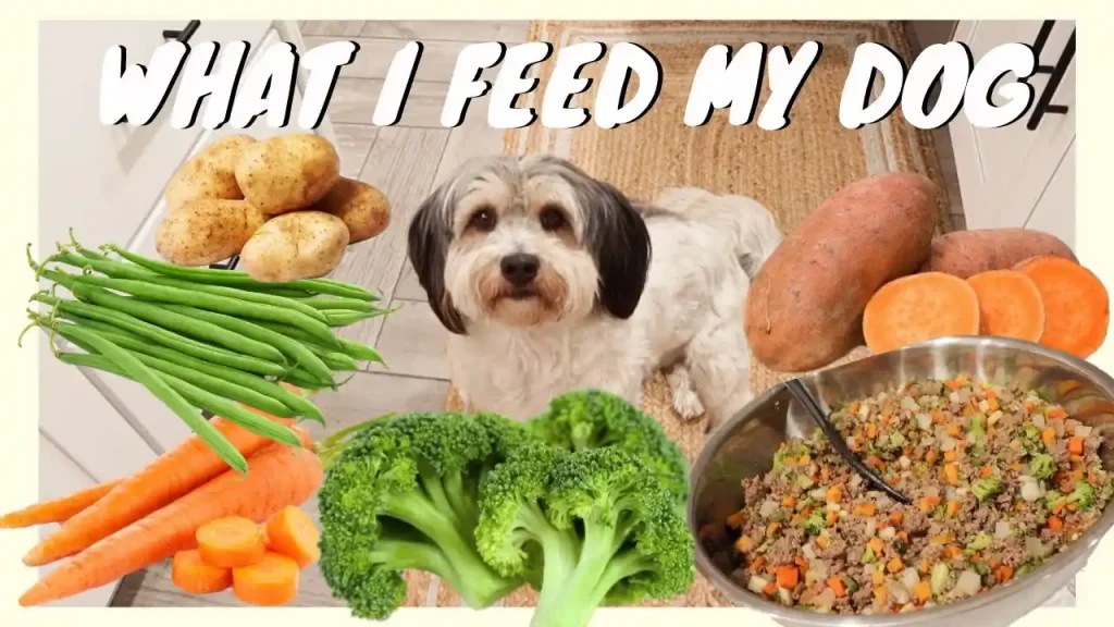 can dogs have poppy seeds