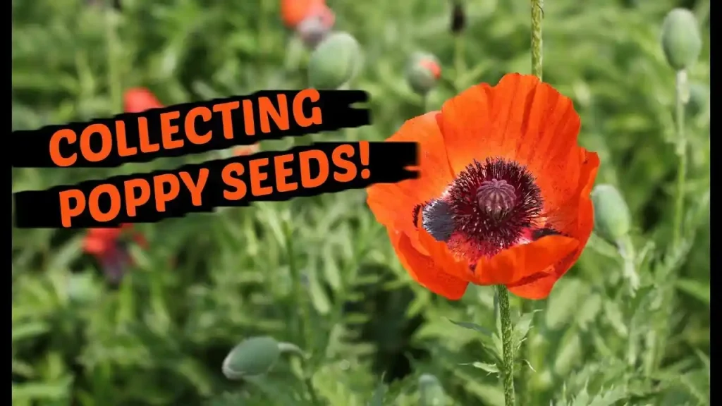 can dogs have poppy seeds