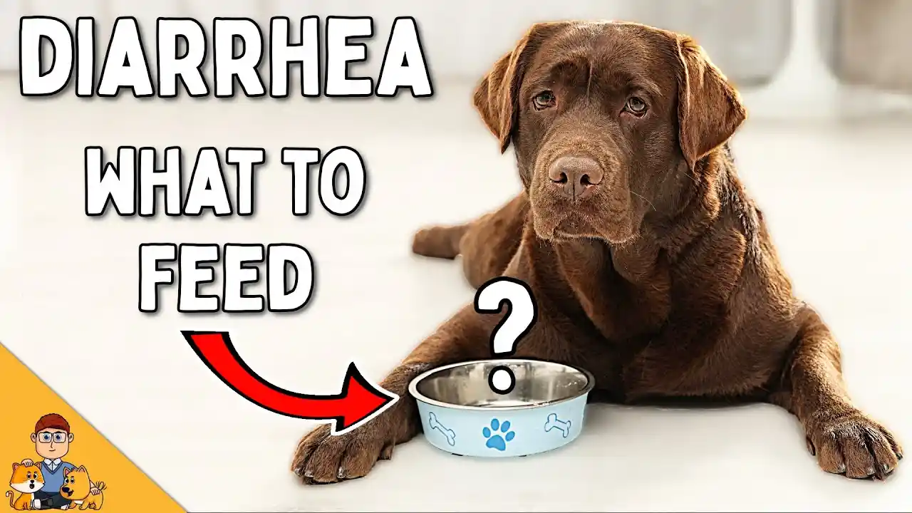 what home remedy can i give my dog for diarrhea