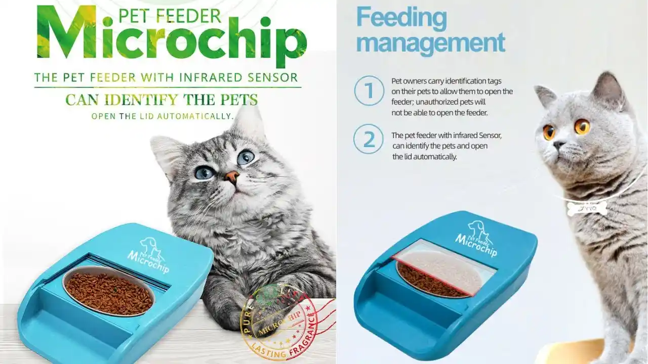 how much does it cost to microchip a cat