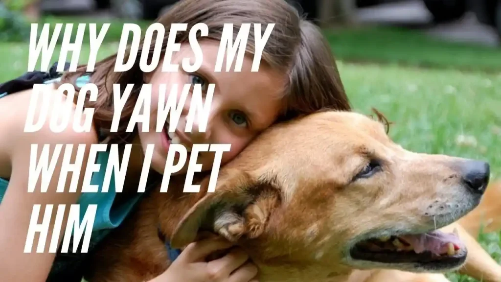 why does my dog yawn when i pet him