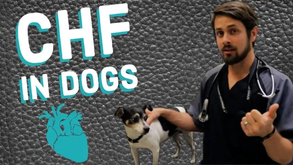 will a dog with congestive heart failure die peacefully