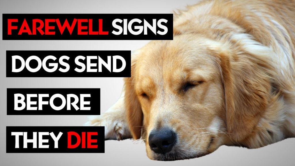 will a dog with congestive heart failure die peacefully