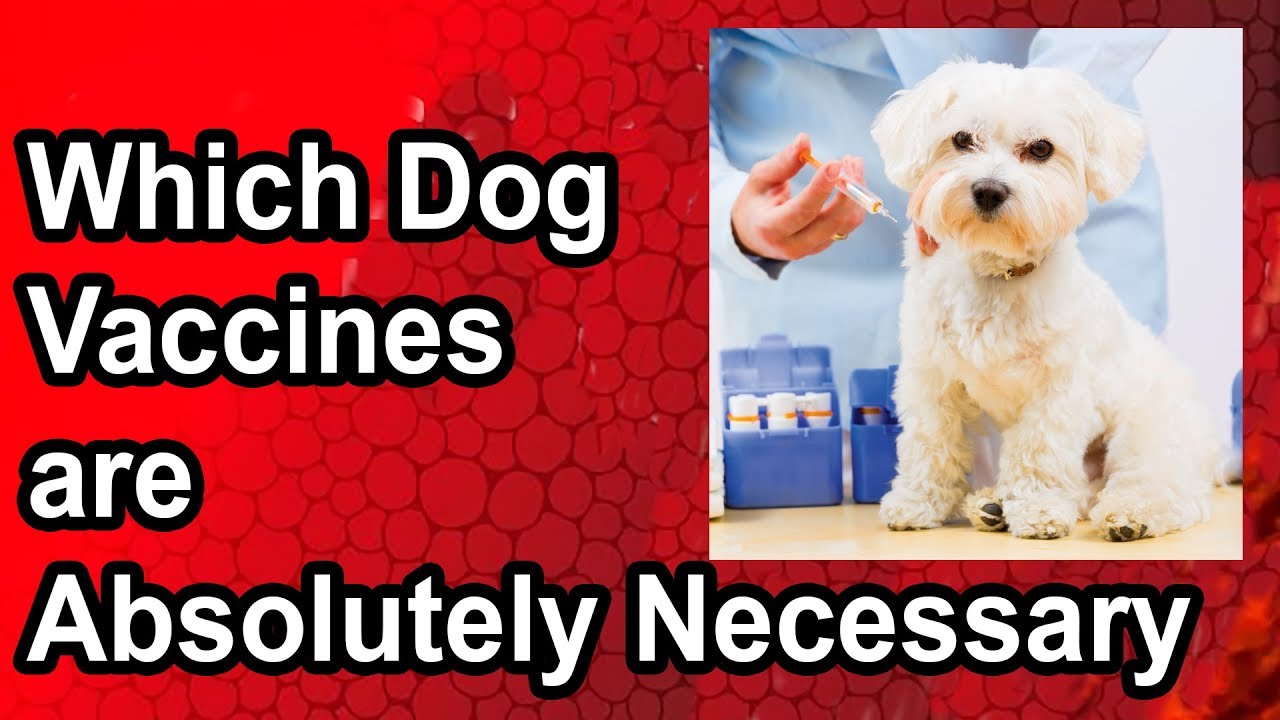 which dog vaccines are absolutely necessary