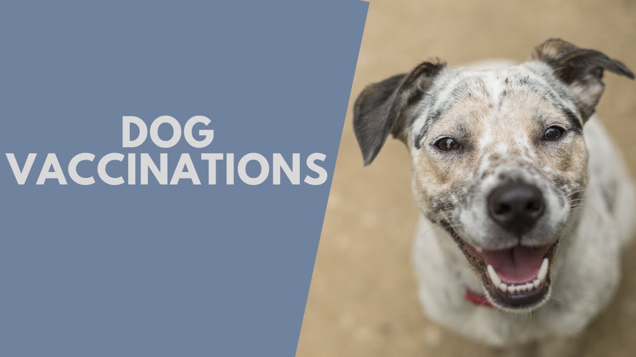which dog vaccines are absolutely necessary