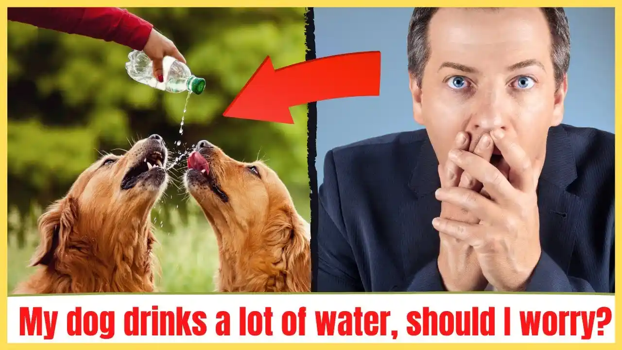 what does it mean when an older dog starts drinking a lot of water