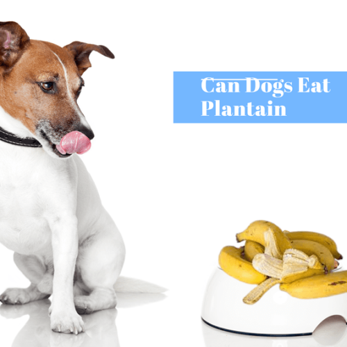 Can Dogs Eat Plantains (Safe Fried Chips Raw Cooked)