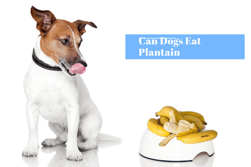 can dogs eat plantains