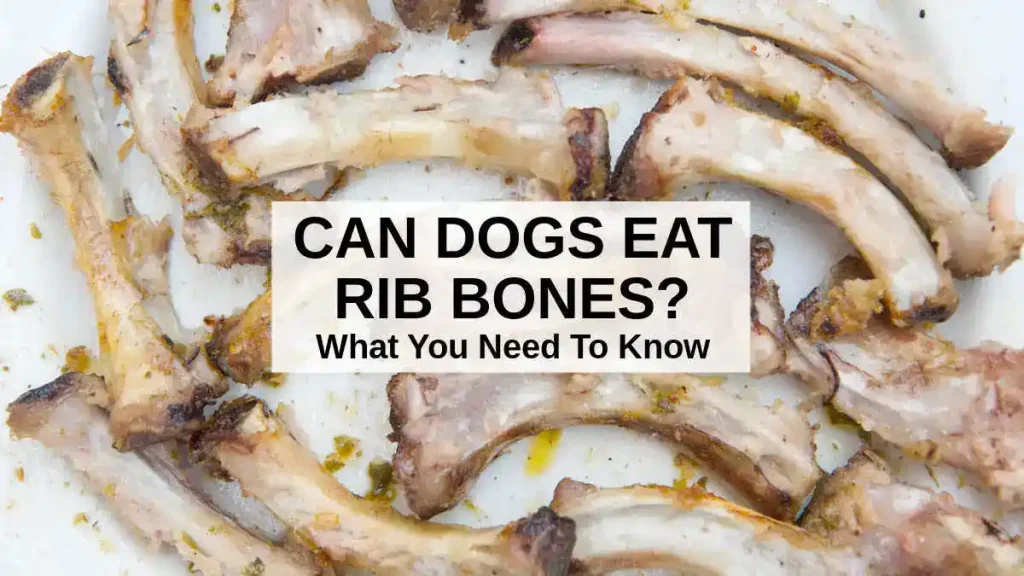 can dogs have rib bones