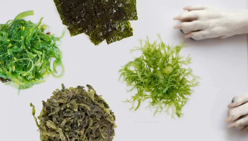 can dogs eat seaweed