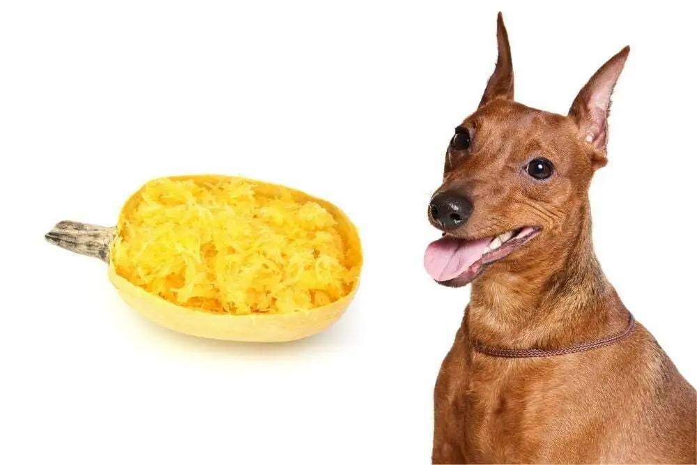 can dogs eat squash