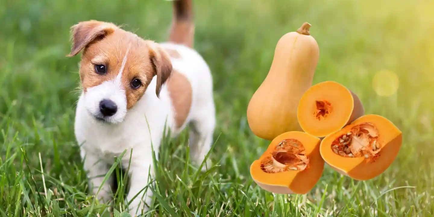can dogs eat squash
