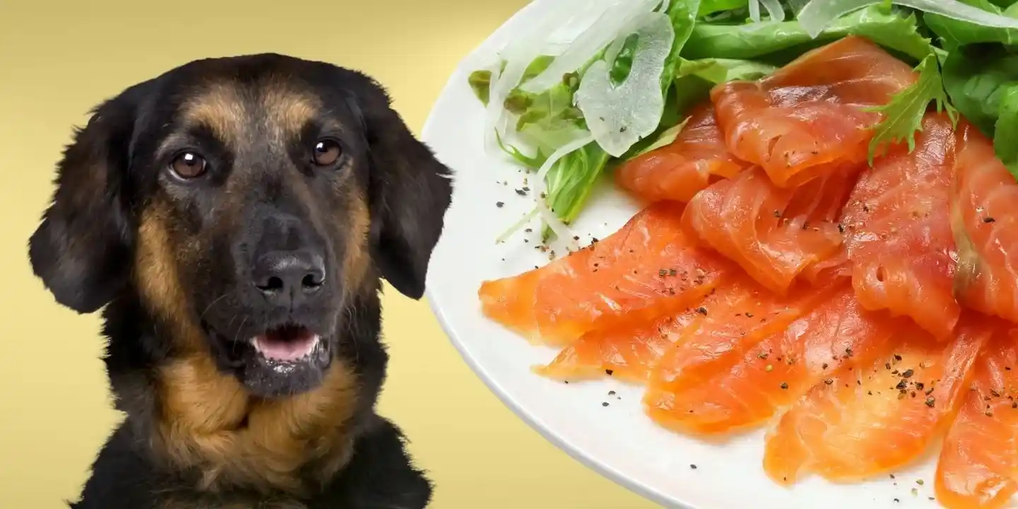can dogs eat salmon skin