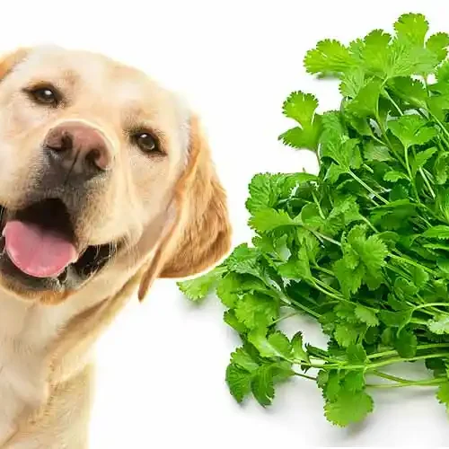 Can Dogs Eat Cilantro (Safety, Benefits & Serving Tips)