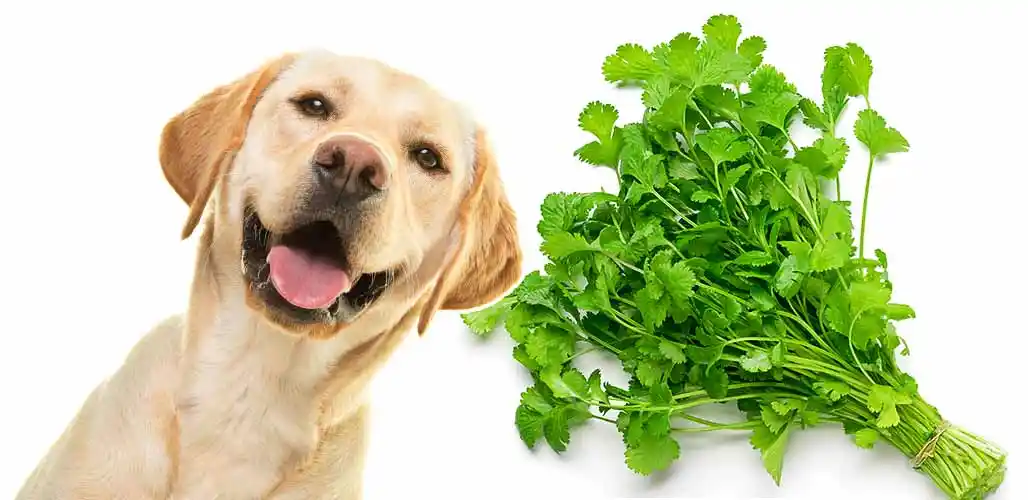 can dogs eat cilantro