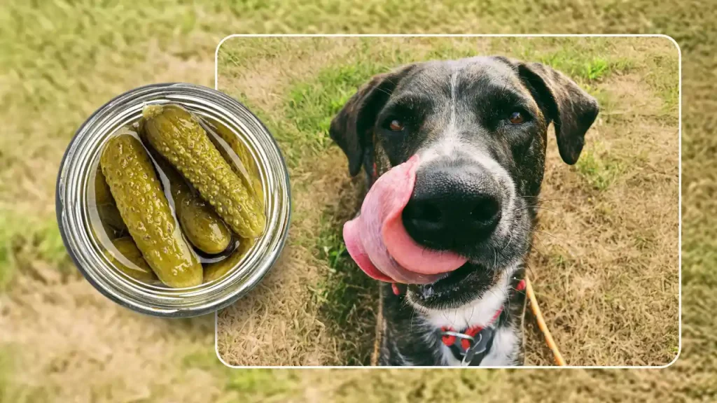 can dogs have cucumbers