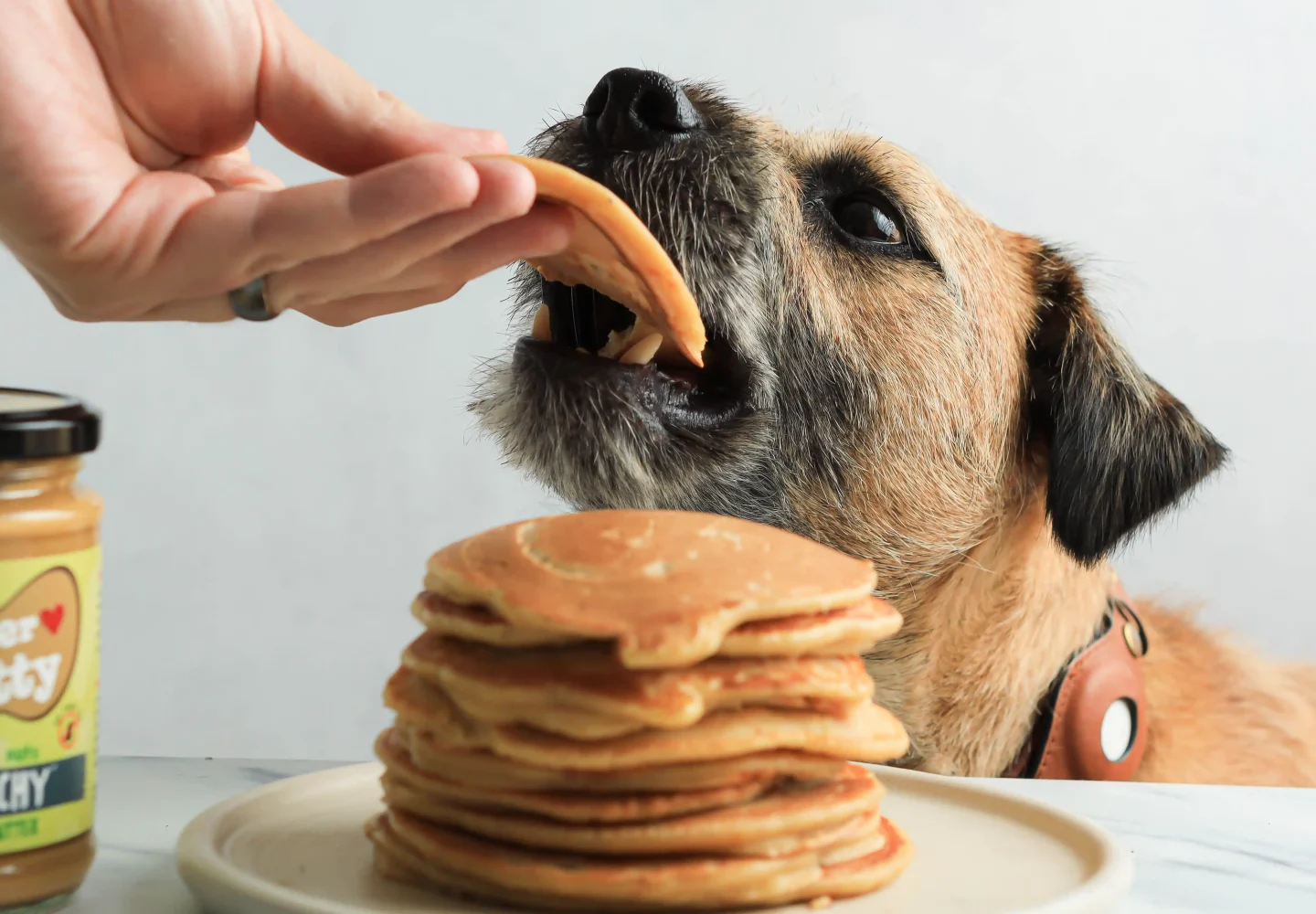 can dogs eat pancakes