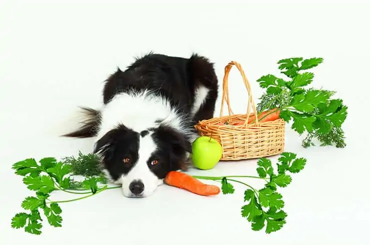 can dogs eat cilantro