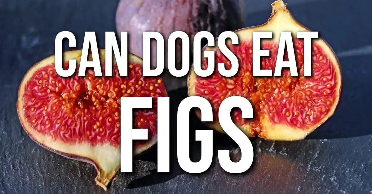 can dogs eat figs