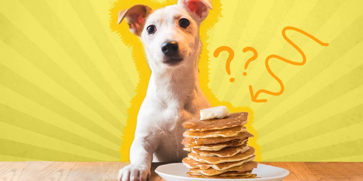 can dogs eat pancakes