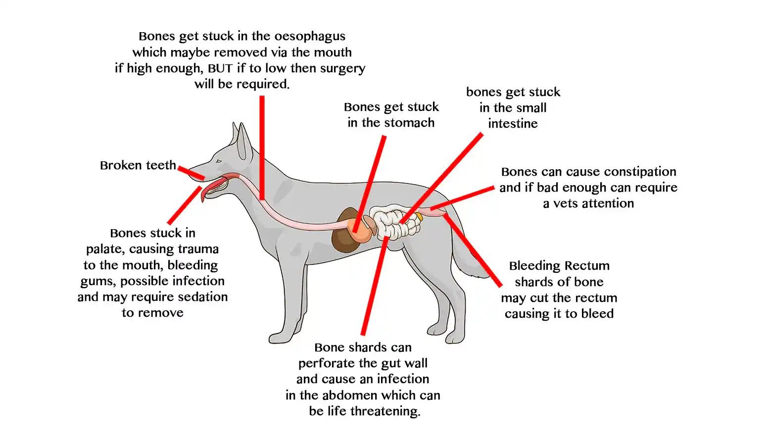 can dogs have rib bones