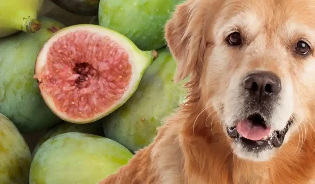 can dogs eat figs