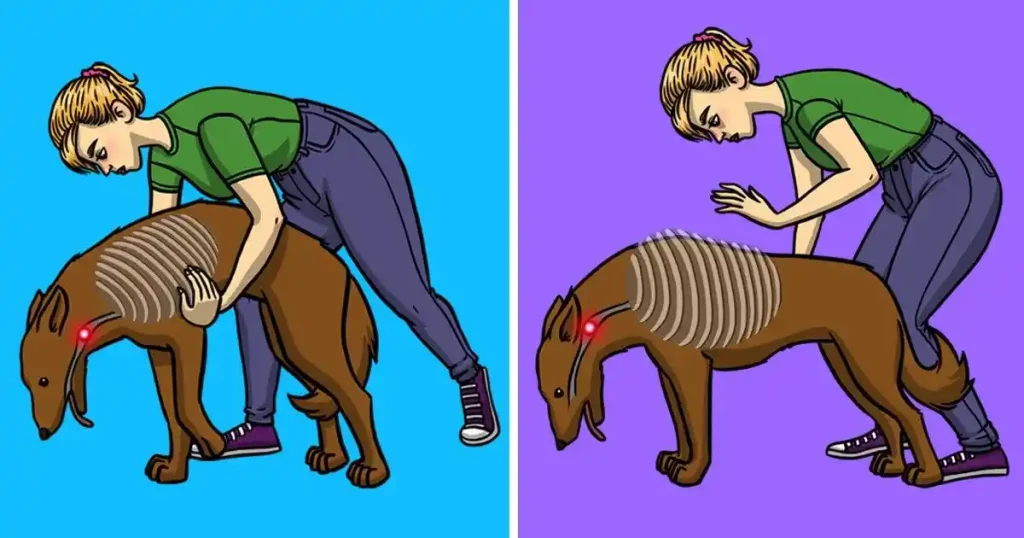 can dogs have rib bones