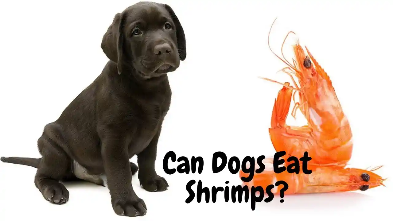 can dogs eat shrimp